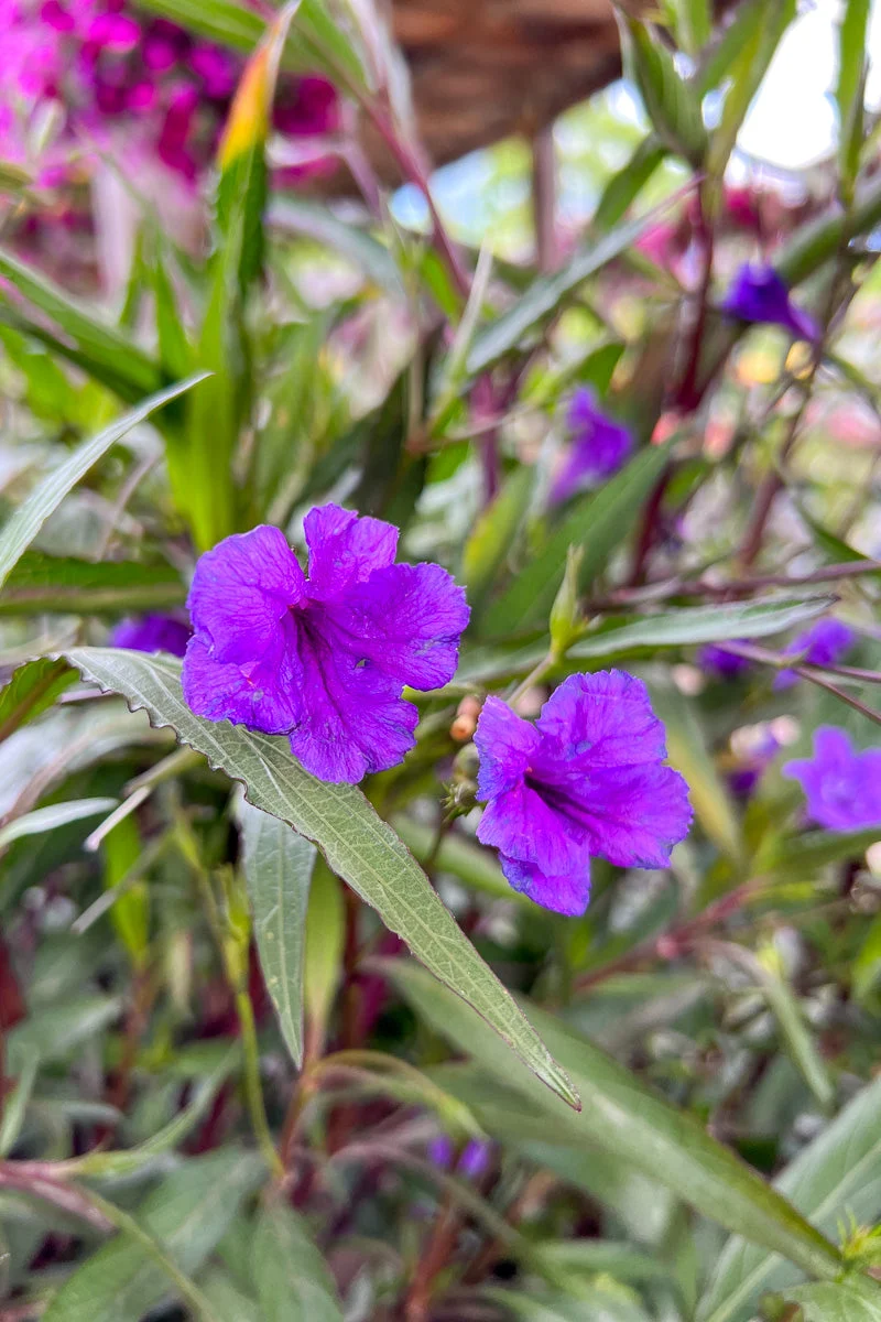Ruellia Mexican Petunia