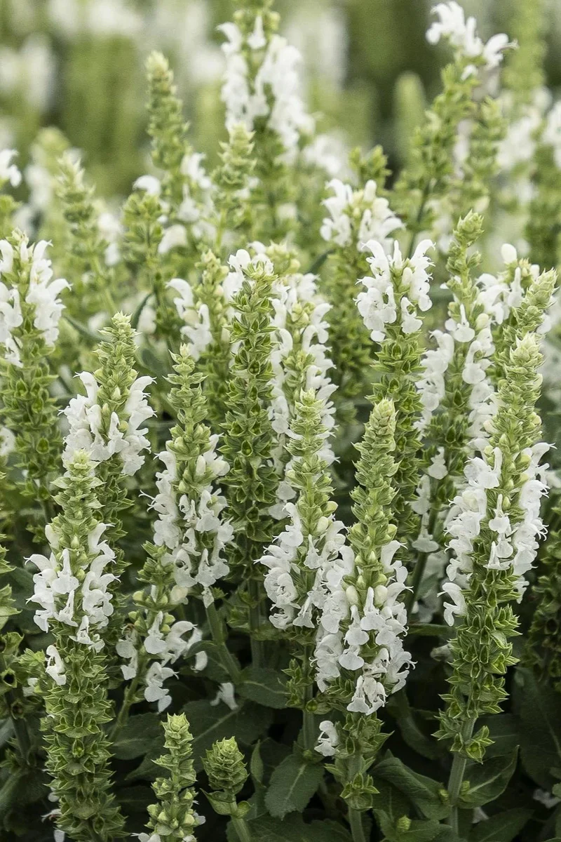 Salvia, Apex White