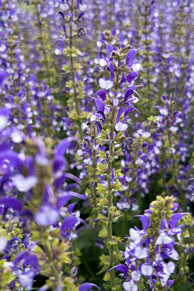 Salvia, Azure Snow Color