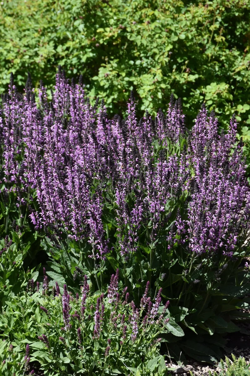Salvia, Back To The Fuchsia - Image 2