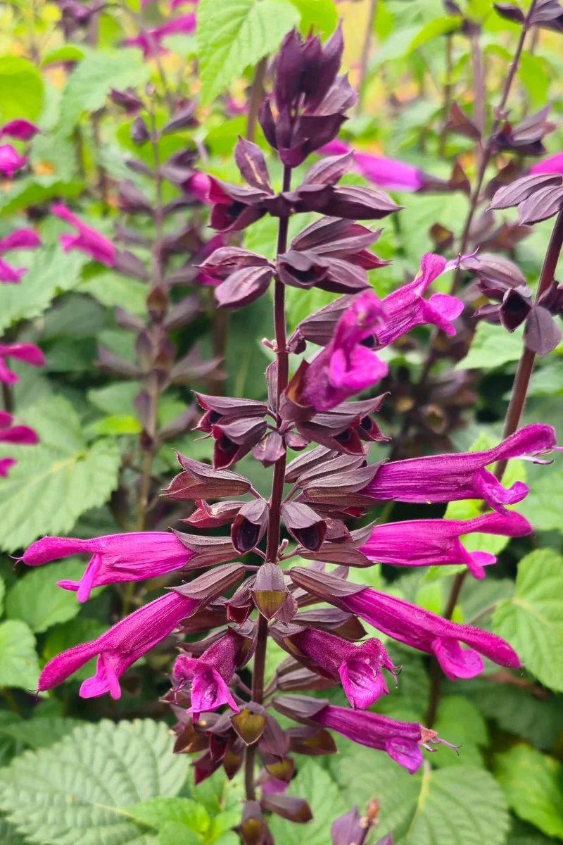 Salvia, Plum Crazy