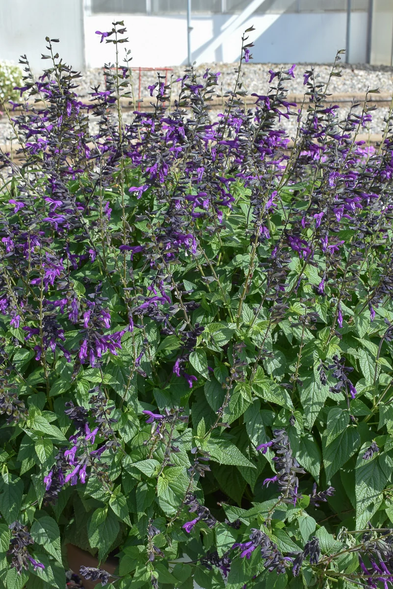 Salvia, Purple & Bloom - Image 2