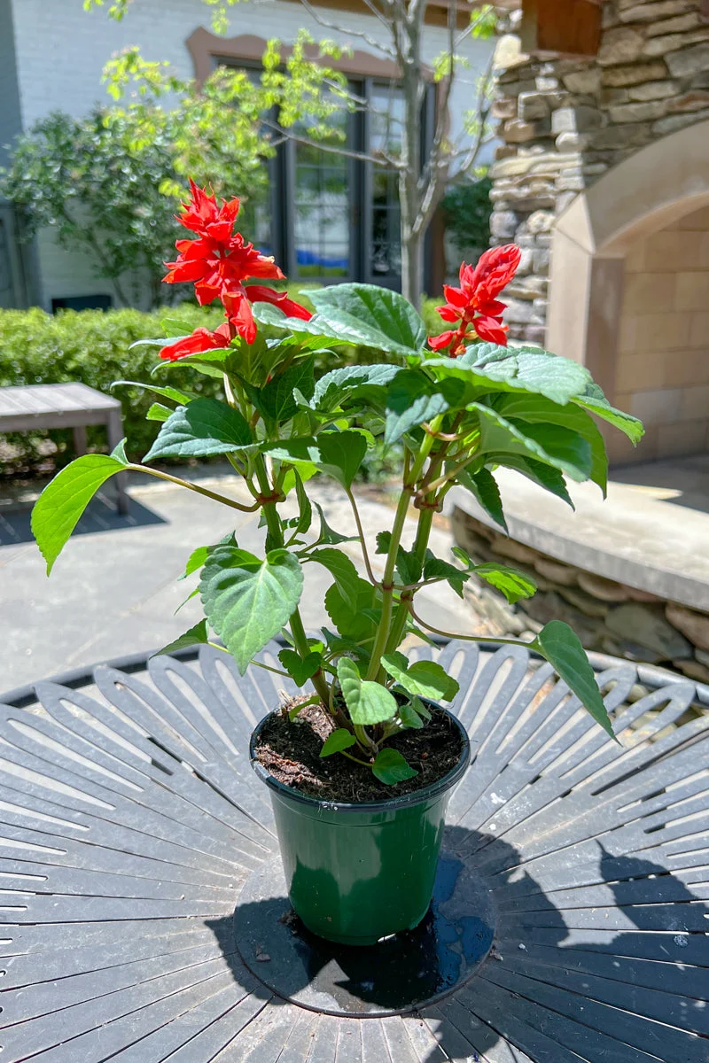 Salvia, Red - Image 2