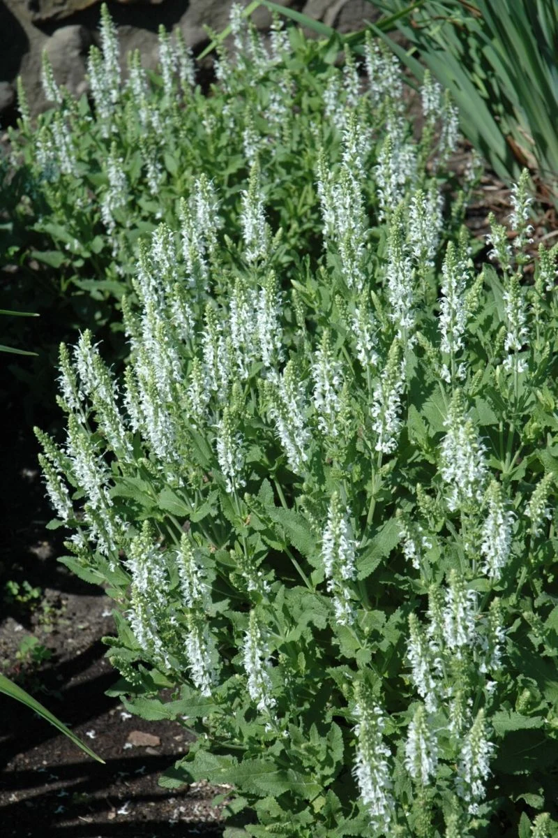 Salvia, Snow Hill