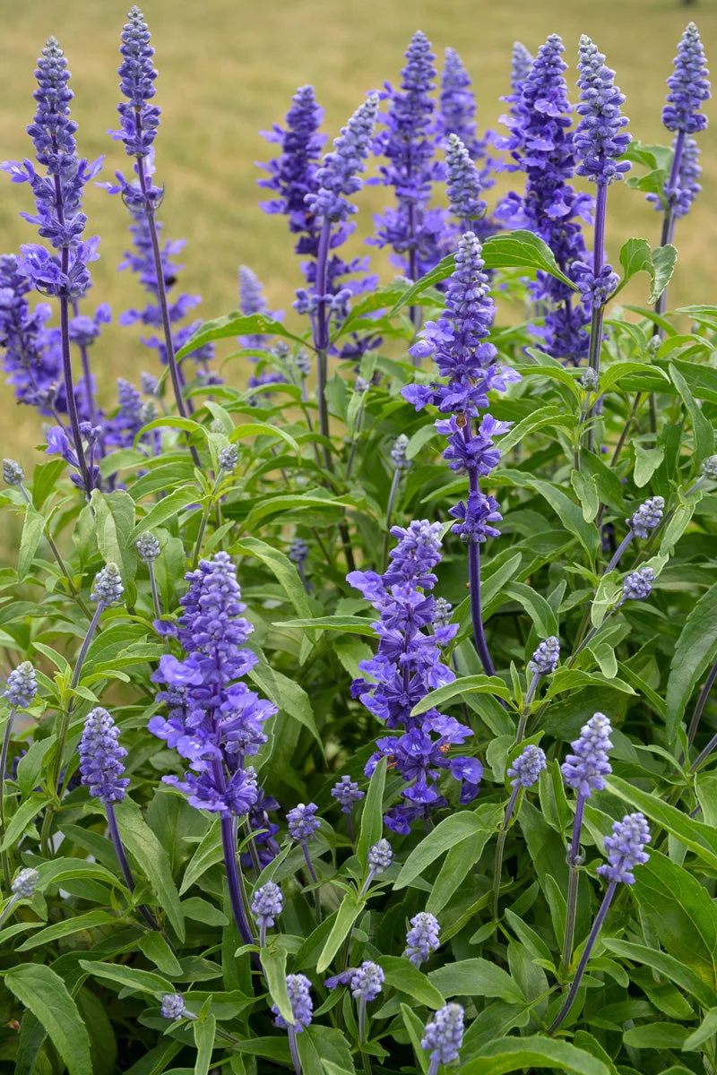 Salvia, Victoria Blue - Image 2