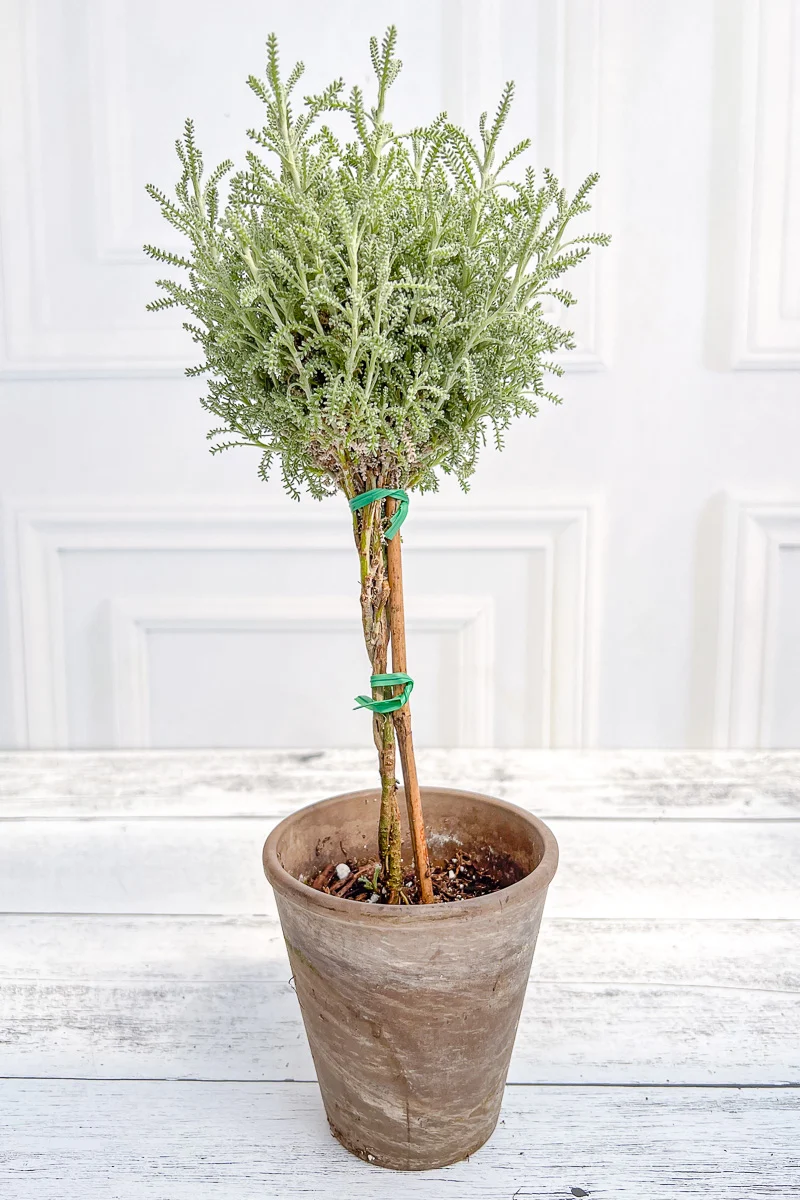 Santolina Topiary, 5" Grey Clay Pot - Image 2