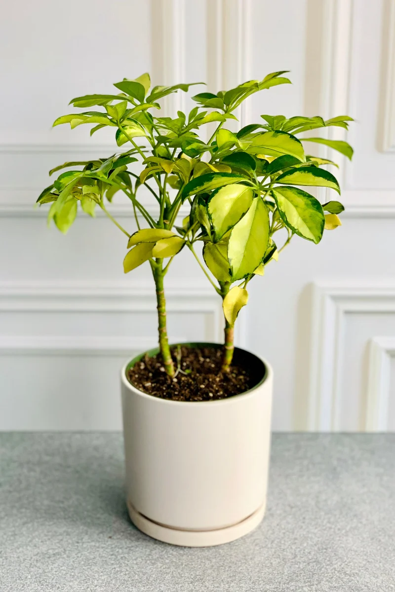 Schefflera, Gold Capella 6"