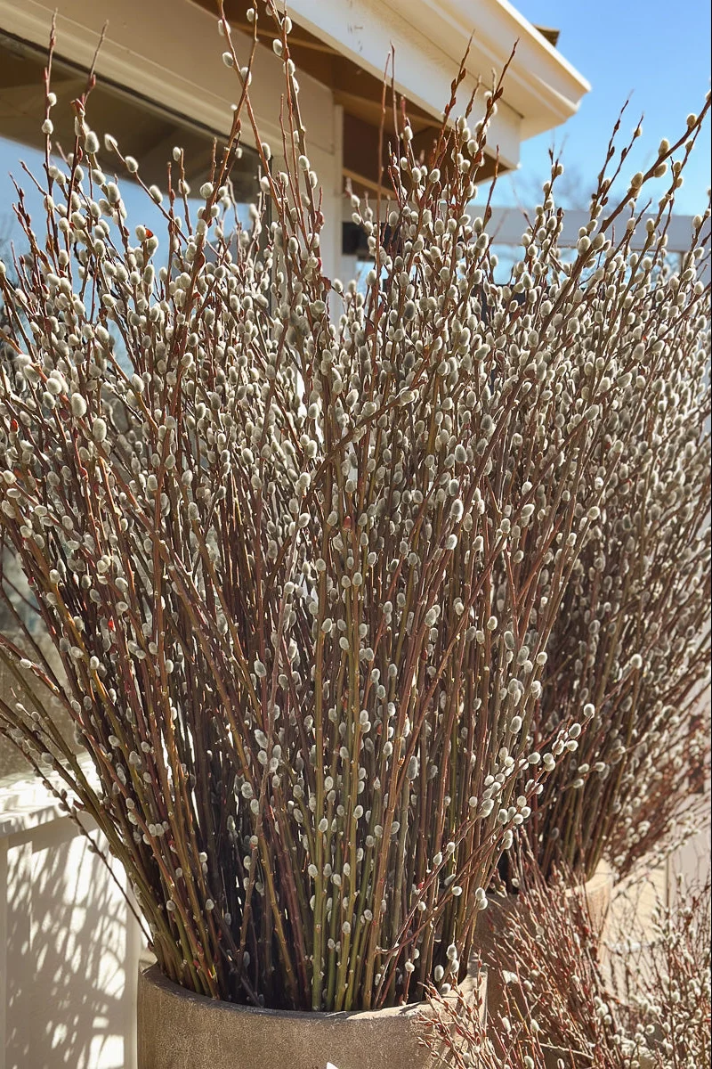 Seasonal Stem, Pussy Willow Large - Image 2
