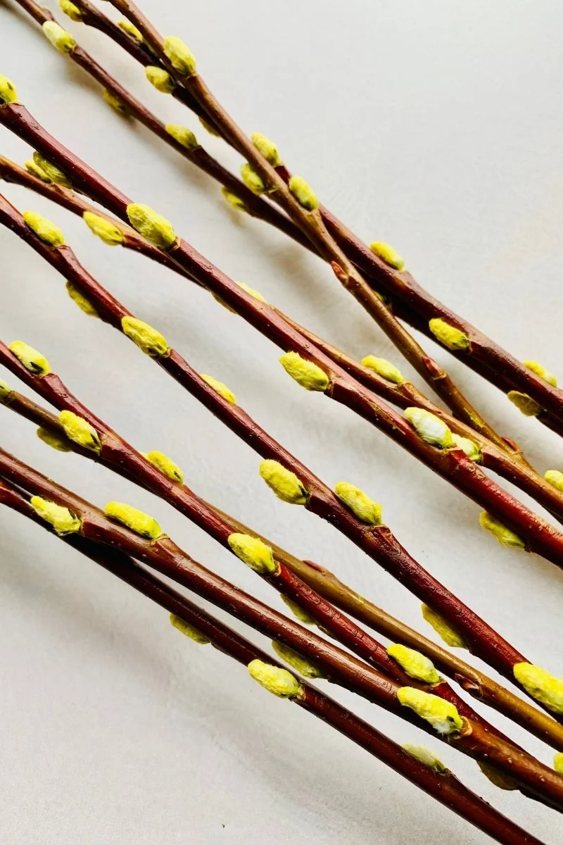 Pussy Willow, Seasonal Stems Bunch 36" Yellow