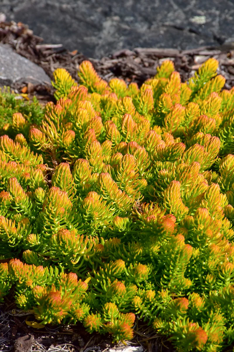 Sedum, Angelina
