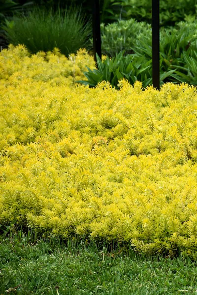 Sedum, Angelina - Image 2