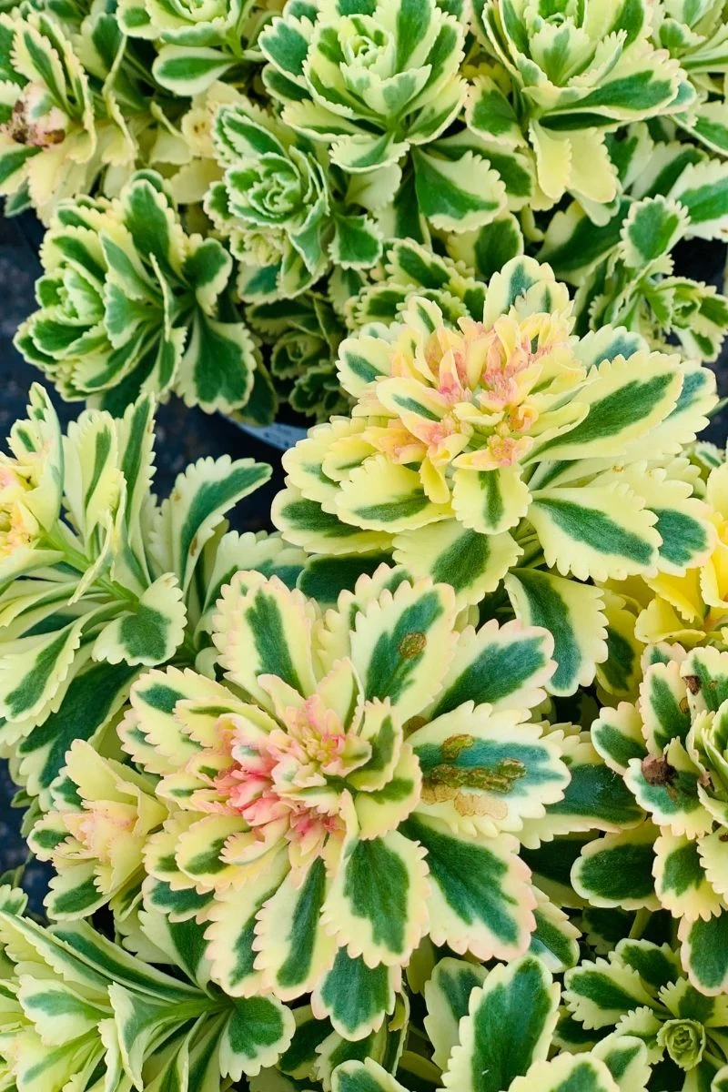 Sedum, Atlantis