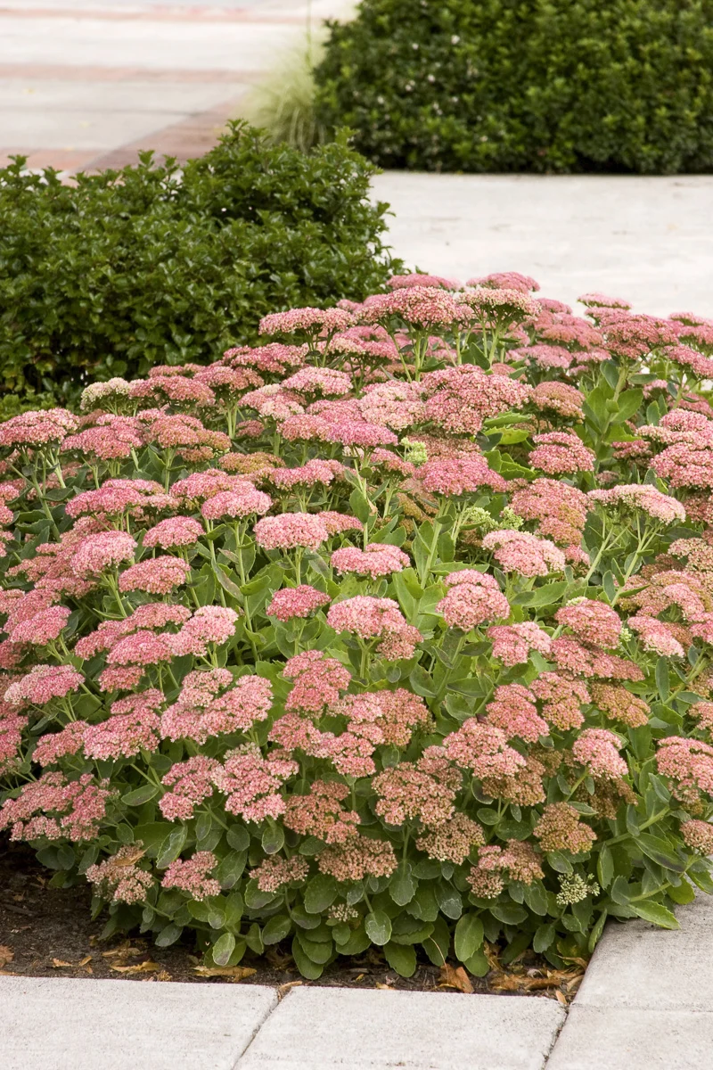 Sedum, Autumn Joy - Image 2