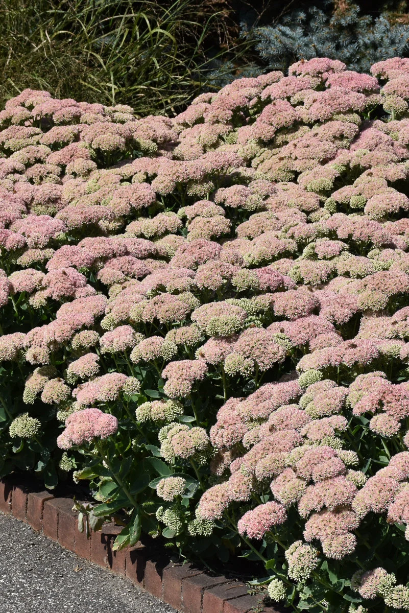 Sedum, Autumn Joy - Image 3