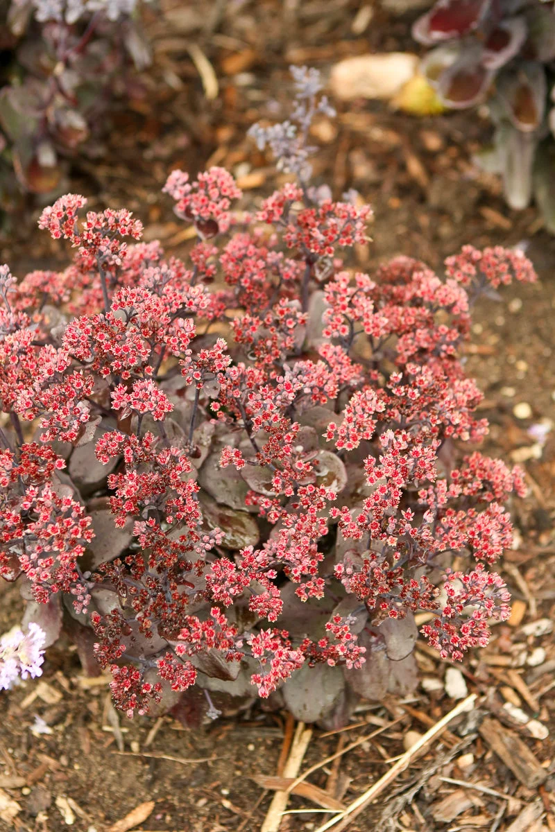 Sedum, Back In Black