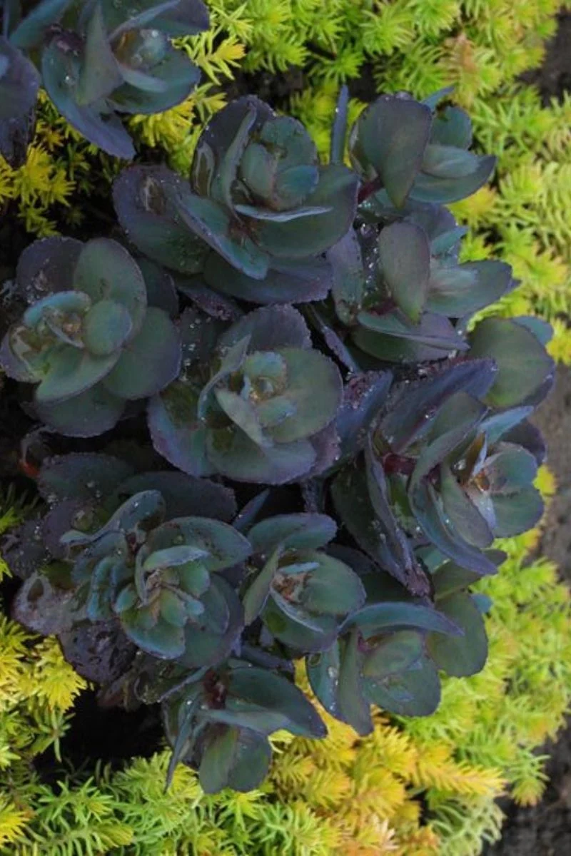 Sedum, Blue Pearl