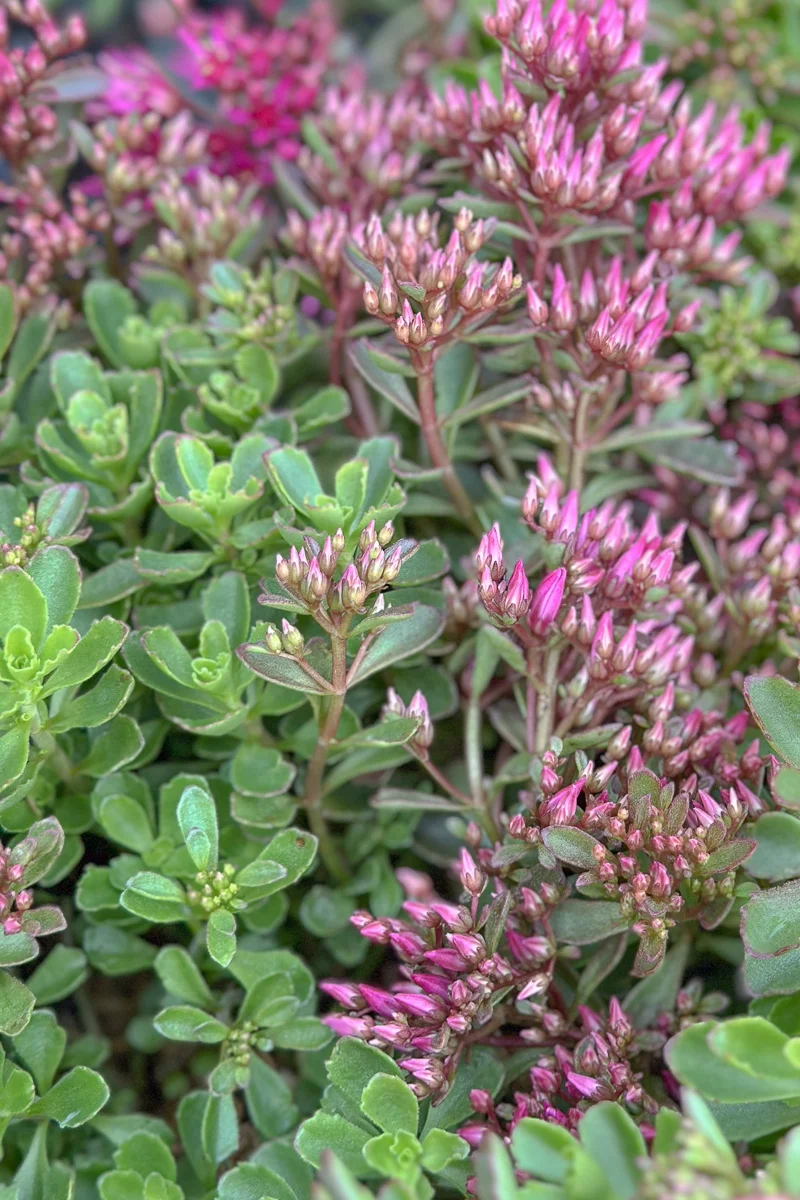 Sedum, Spot On Deep Rose - Image 2