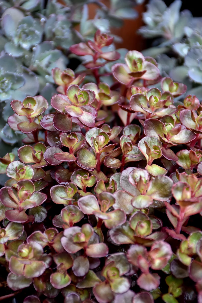 Sedum, Voodoo - Image 2
