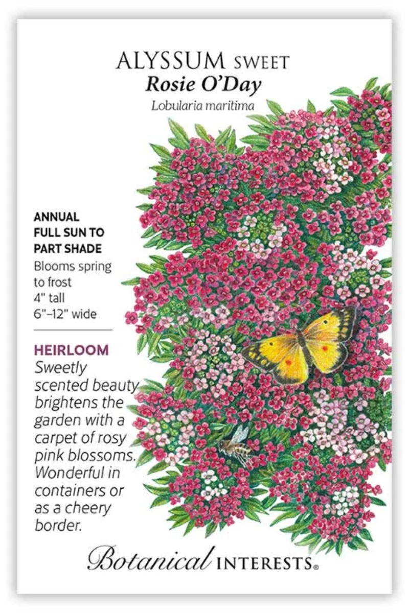 Botanical Interests Rosey O'Day Sweet Alyssum Seeds - Image 2