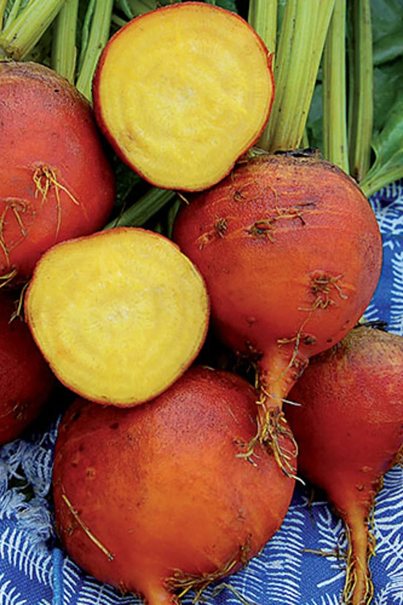 Seed Savers Burpee's Golden Organic Beet