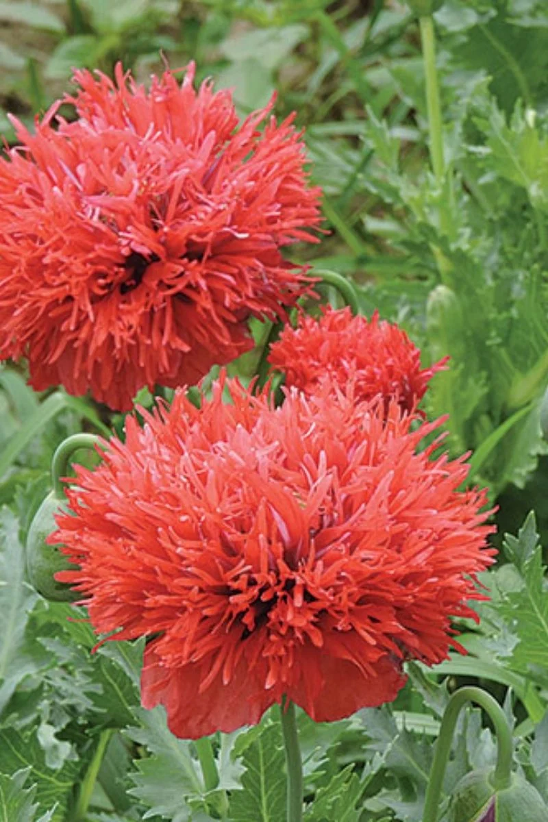 Seed Savers Chima Family Heirloom Organic Poppy