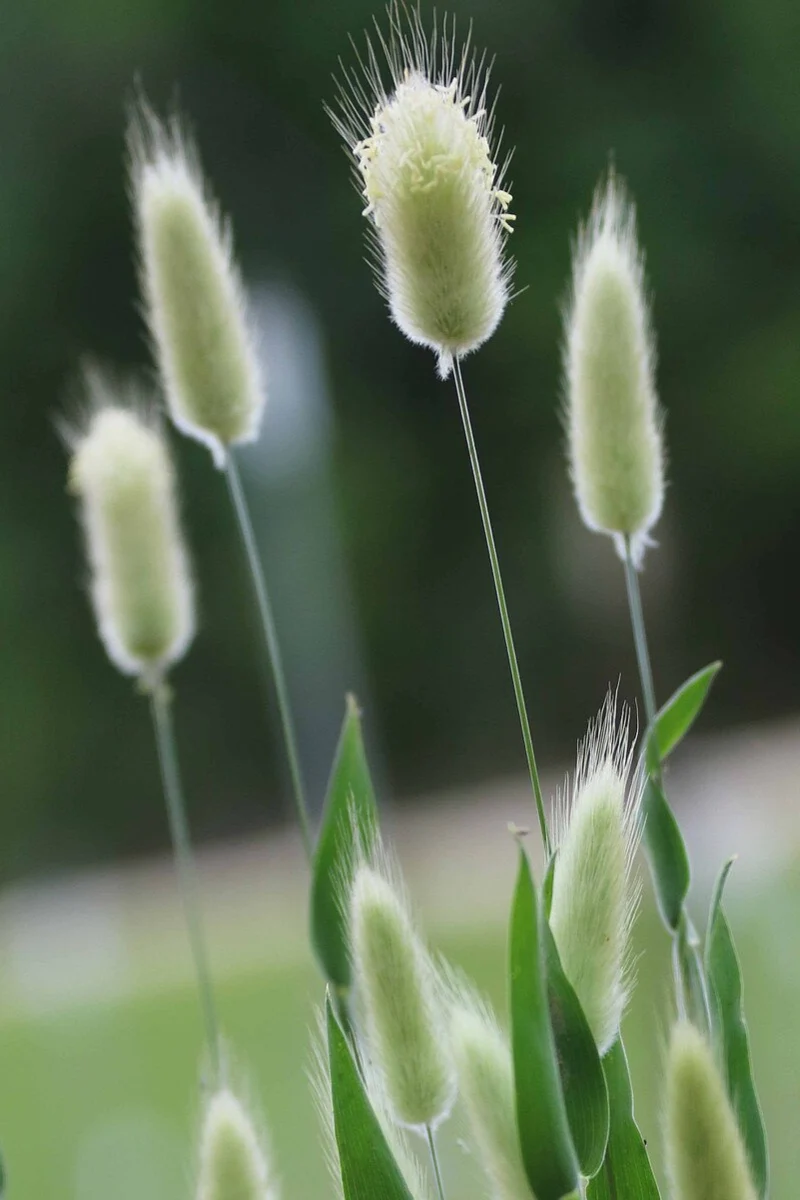 Seed Savers Bunny Tails Flower