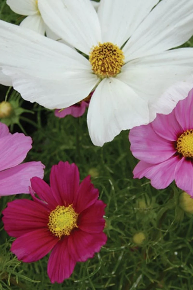 Seed Savers Sensation Cosmos Mix