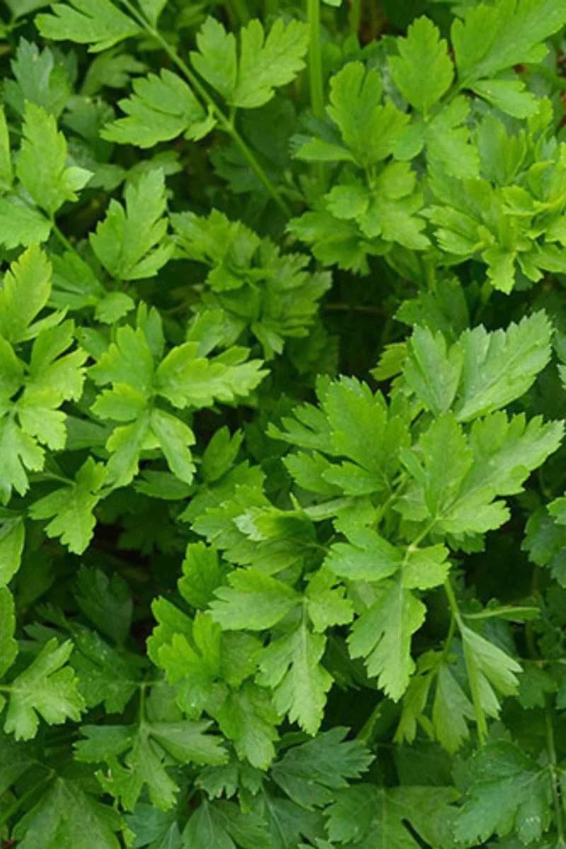 Seed Savers Giant from Italy Parsley