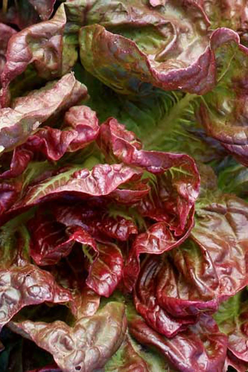 Seed Savers Yugoslavian Red Butterhead Organic Lettuce