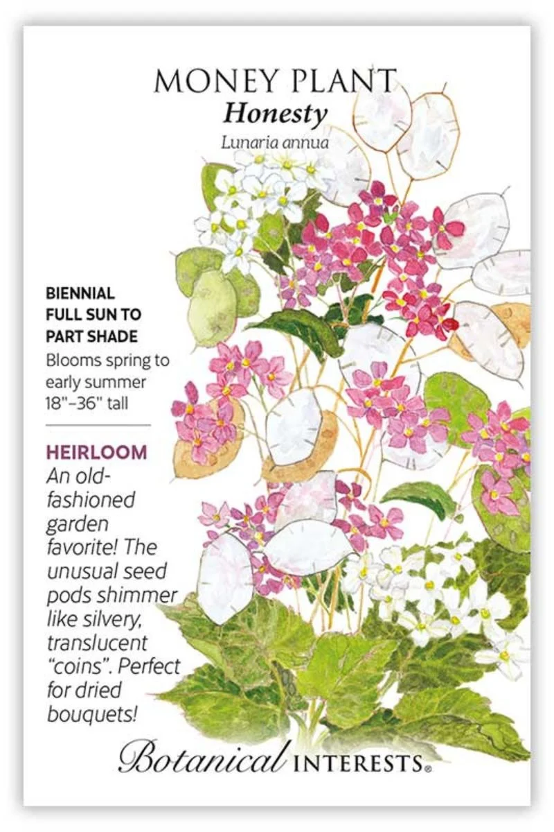 Botanical Interests Honesty Money Plant Seeds - Image 2