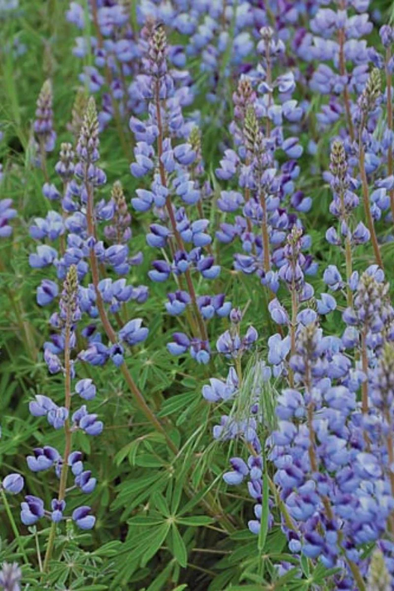 Seed Savers Lupine