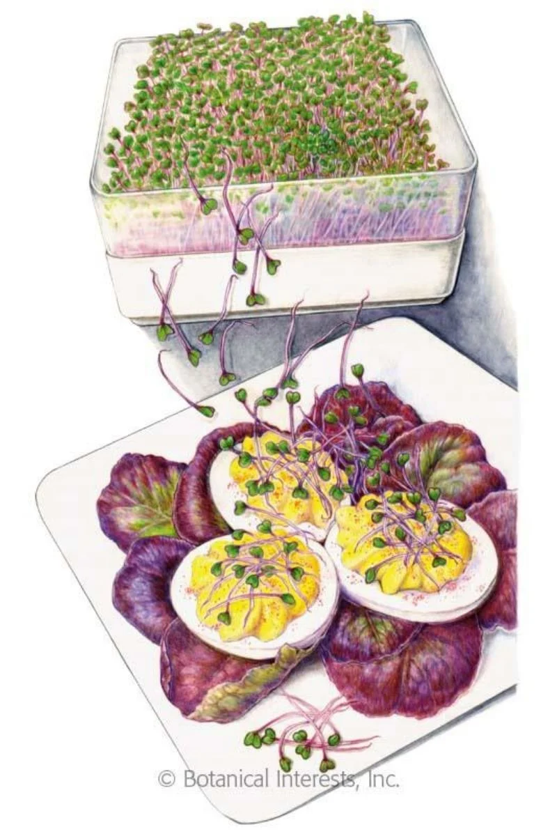 Botanical Interests Purple Kohlrabi Sprouts Seeds