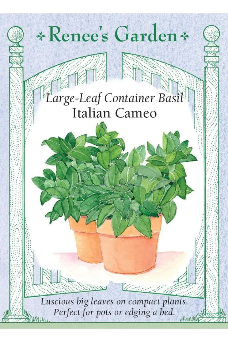 Renee's Garden Large Leaf Container Basil Italian Cameo Seeds - Image 2
