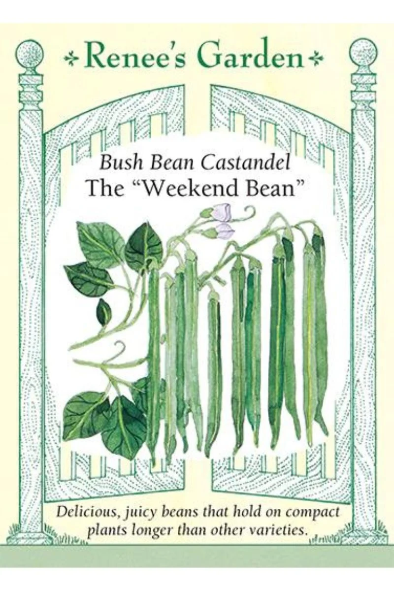 Renee's Garden Bush Bean Castandel The "Weekend Bean" Seeds
