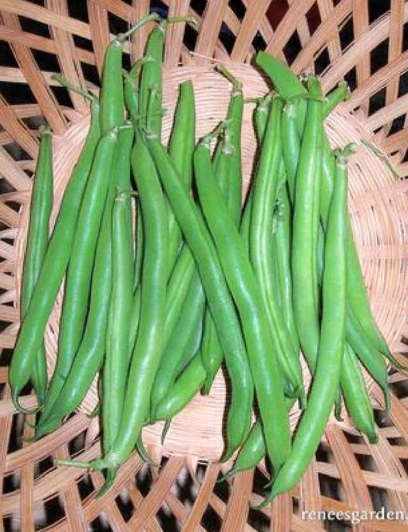 Renee's Garden Bush Beans Classic Slenderette Seeds - Image 2