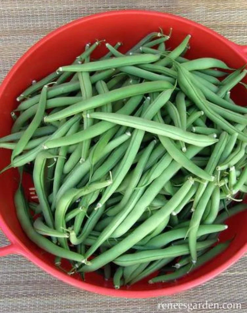 Renee's Garden Heirloom Bush Beans Provider Organic Seeds - Image 2