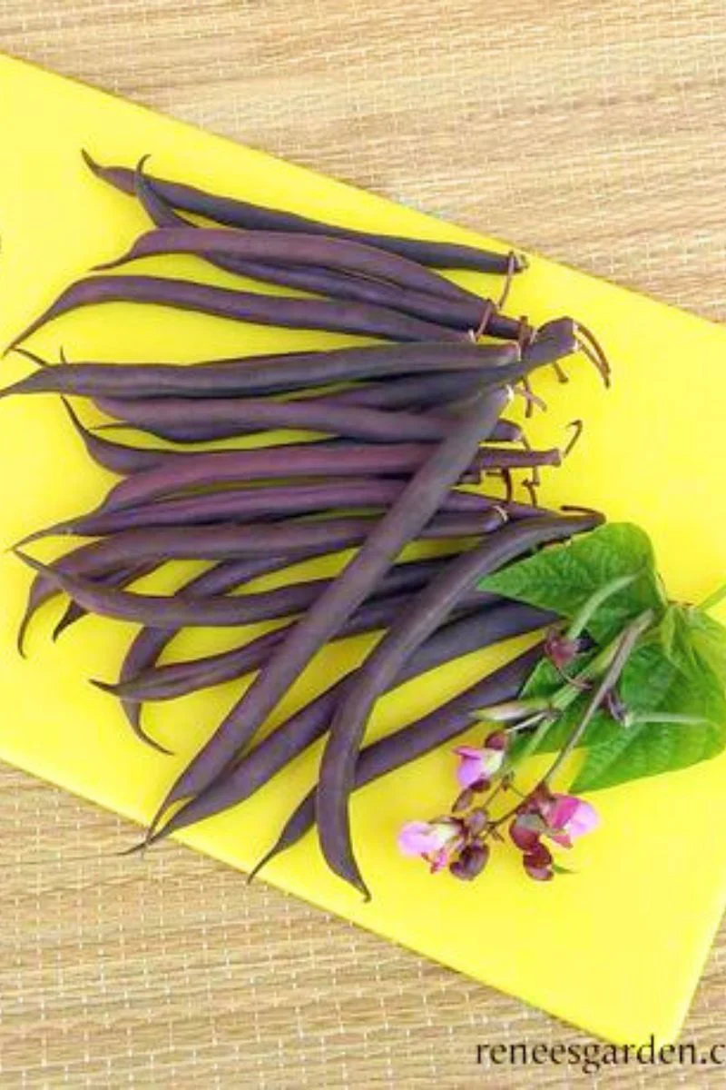 Renee's Garden Heirloom Bush Bean Royalty Purple Pod Organic Seeds - Image 2