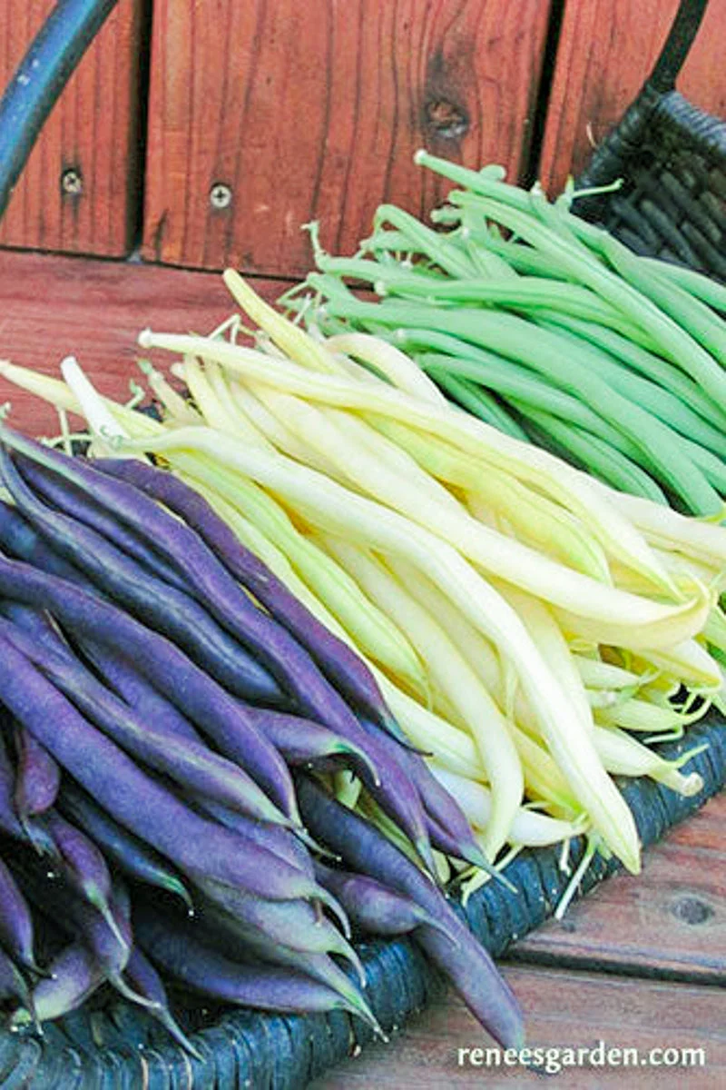 Renee's Garden Tricolor Pole Beans Green, Yellow & Purple Seeds - Image 2
