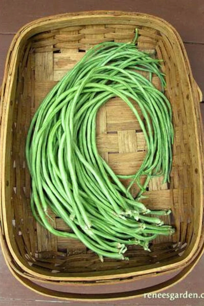 Renee's Garden Pole Beans Yard Long Noodle King Seeds - Image 2