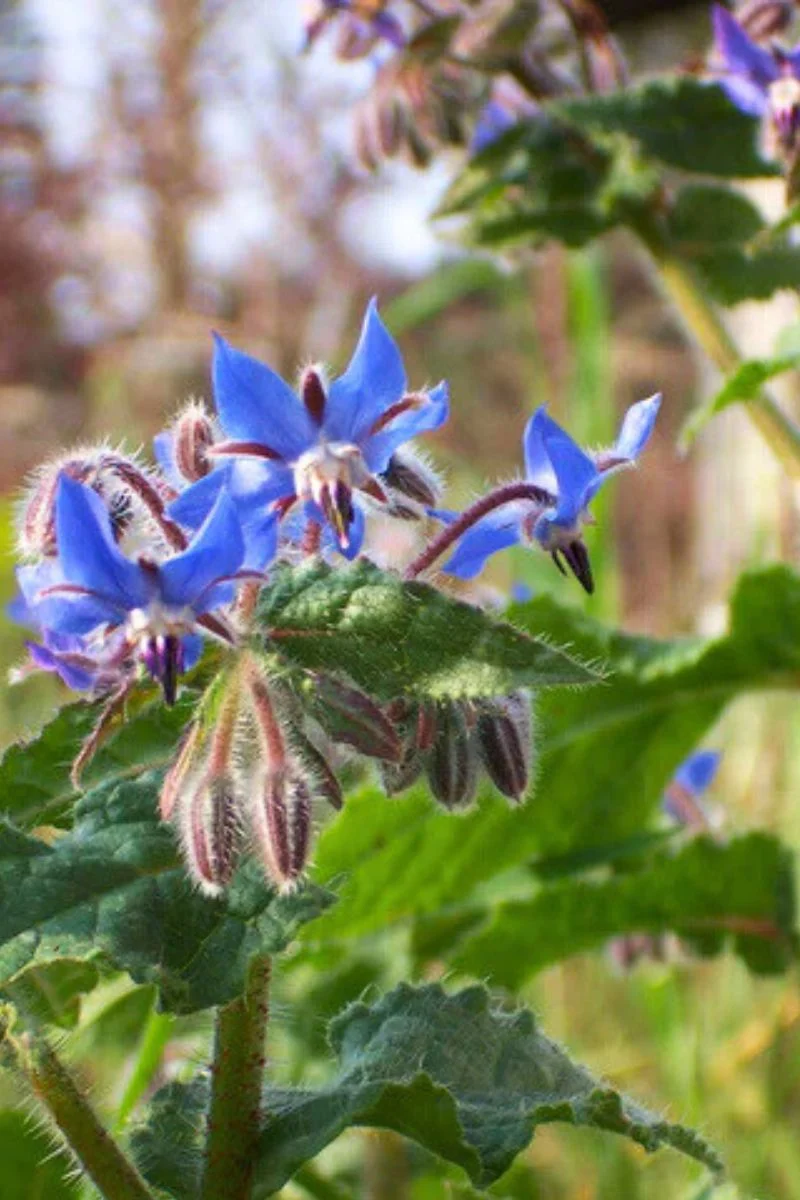 Renee's Garden Kitchen Herbs Blue Borage Seeds - Image 2