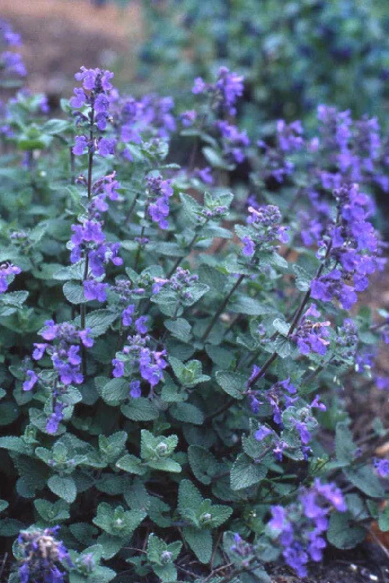 Renee's Garden Landscaping Herbs Catmint Seeds - Image 2