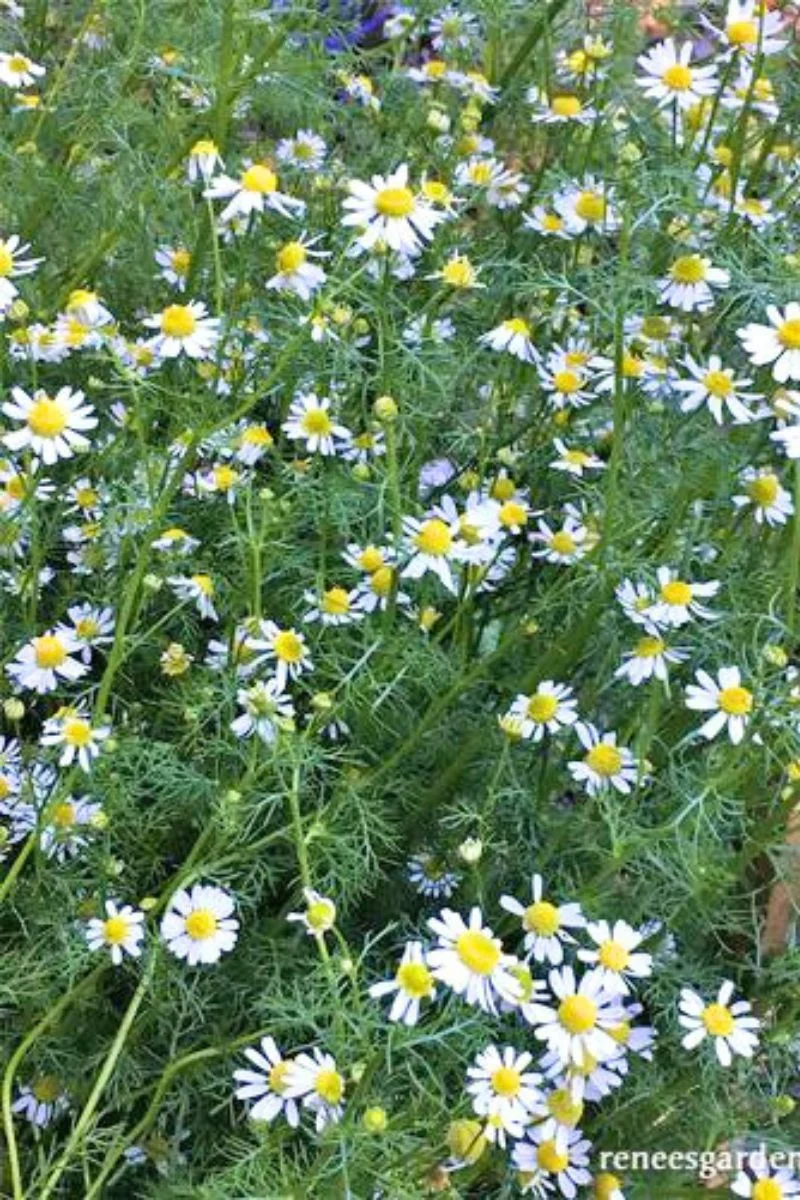 Renee's Garden Flowering Herbs Bodegold Chamomile Seeds - Image 3
