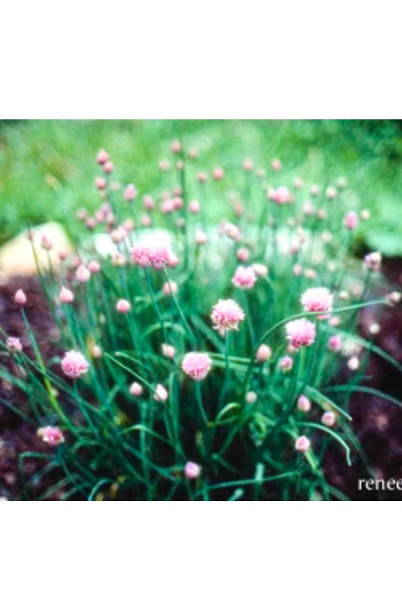 Renee's Garden Kitchen Herbs Fine Leaf Chives Seeds - Image 2