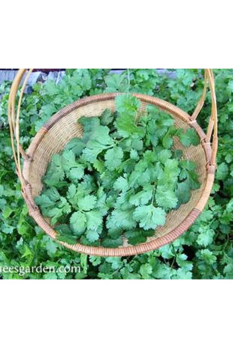 Renee's Garden Heirloom Cilantro Organic Seeds - Image 2