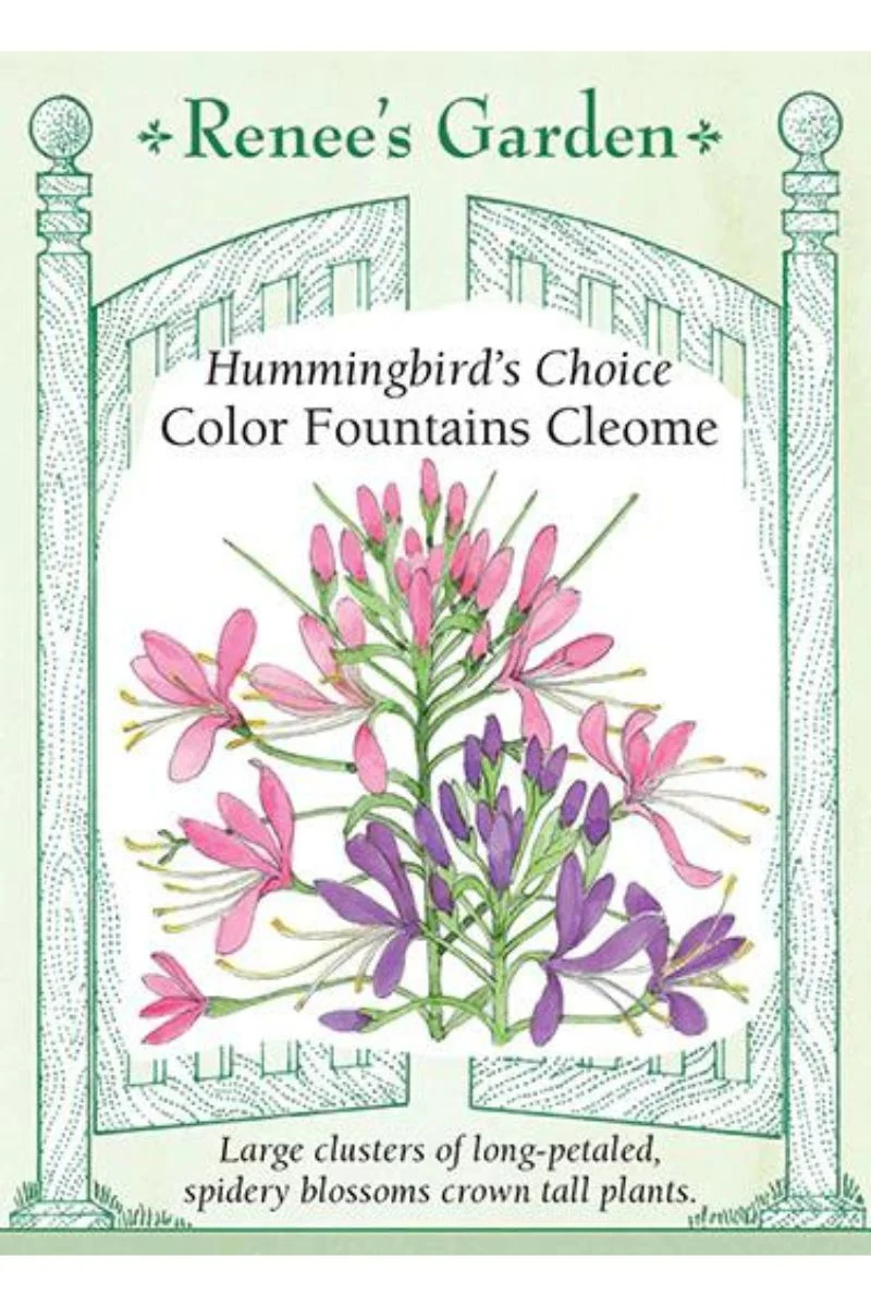 Renee's Garden Hummingbirds Choice Color Fountains Cleome Seeds