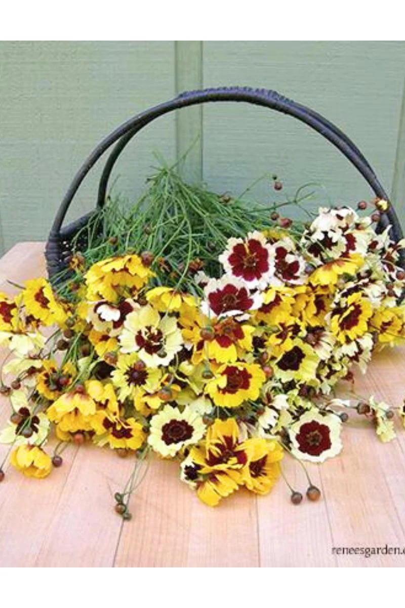 Renee's Garden Butterfly Coreopsis Incredible Seeds - Image 2