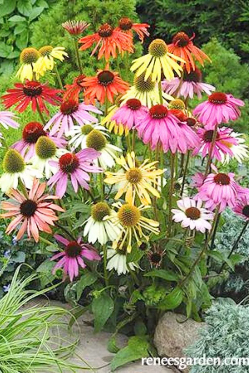 Renee's Garden Butterfly Flowers Paradise Mix Echinacea Seeds - Image 2