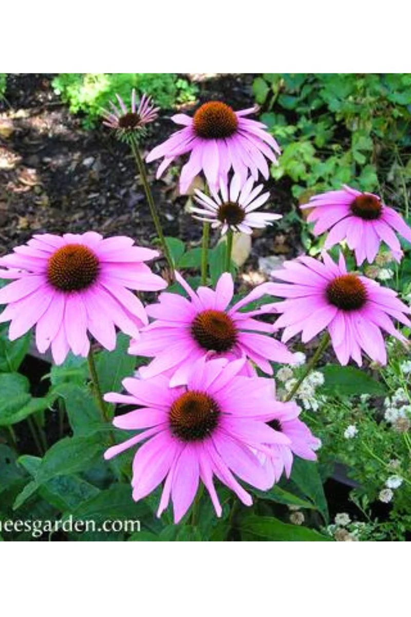 Renee's Garden Butterfly Flowers Starlight Echinscea Seeds - Image 2