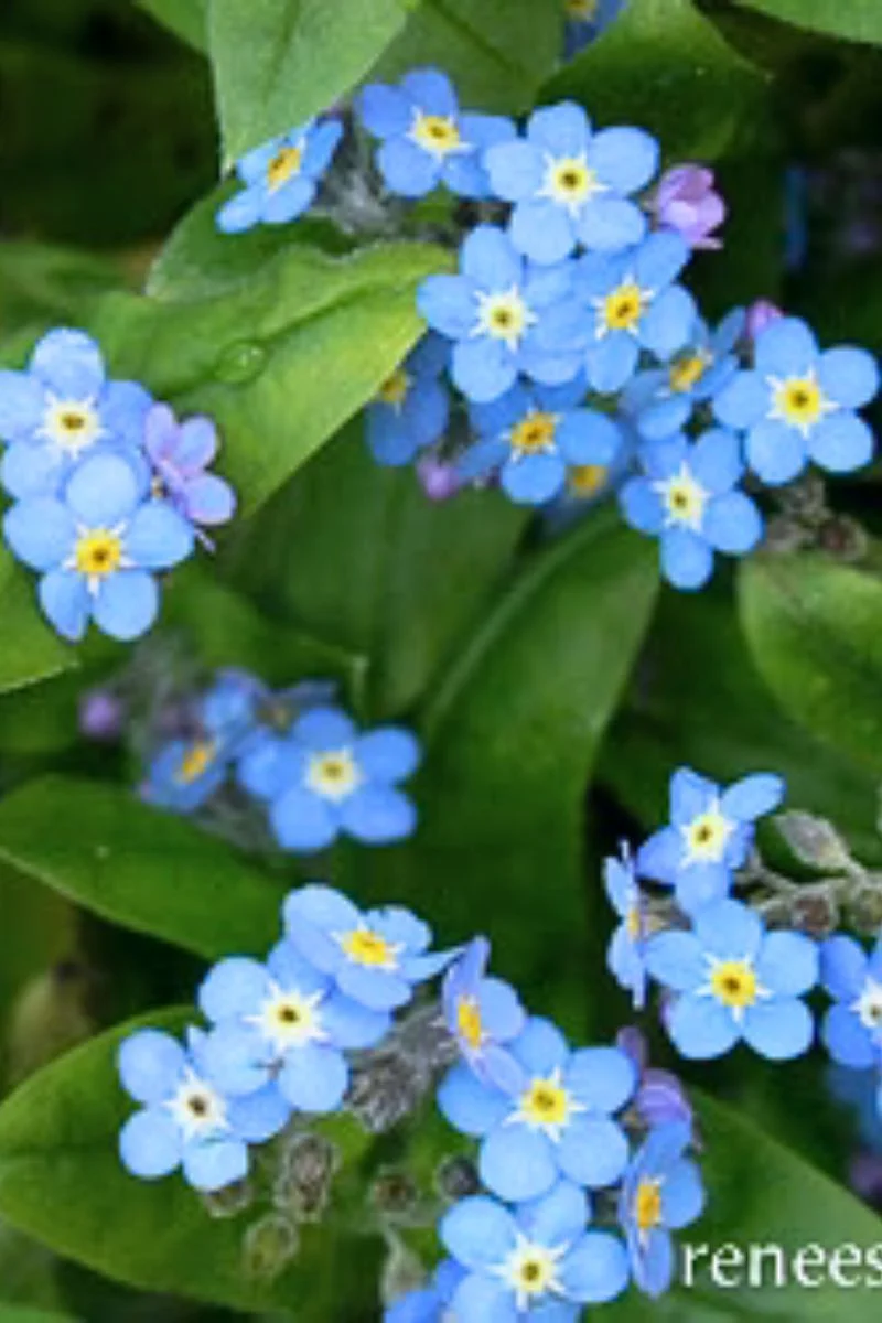 Renee's Garden Forget-Me-Nots Azure Bluebirds Seeds - Image 2