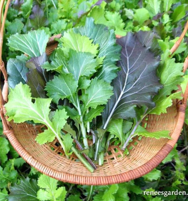 Renee's Garden Heirloom Greens Cut & Come Again Mustards Organic Seeds - Image 2